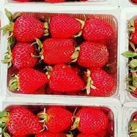 پخش توت فرنگی گلخونه ای مصرف تزئینی قنادکافه|خوردنی و آشامیدنی|تهران, فلسطین (میدان انقلاب)|دیوار