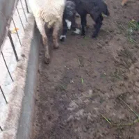 گوسفند دوقلوزا بره وره مار|حیوانات مزرعه|قائم‌شهر, |دیوار