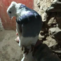 کبوتر|حیوانات|مریوان, |دیوار