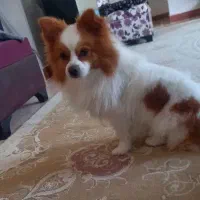 سگ نر بسیار زیبا آماده جفت گیری اول توضیحات|سگ|خرمآباد, |دیوار