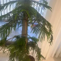 درخچهکاج مطبق|گل و گیاه طبیعی|جم, |دیوار