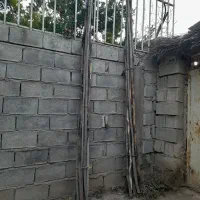 چوب گردو تکونی یا مته گردو تکونی