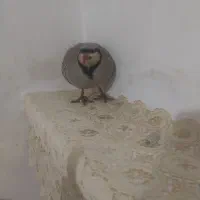 تعداد چند عدد بلدرچین نر سپیدان دونه یک میلیون