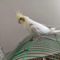 عروس هلندی لونتیوسخنگو|پرنده|علیآباد کتول, |دیوار