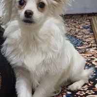 سگ خانگی