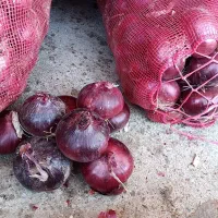 بذر پیاز قرمز|خدمات باغبانی و درختکاری|لیلان, |دیوار