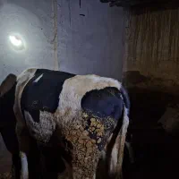 گاونر|حیوانات مزرعه|سجاس رود, |دیوار