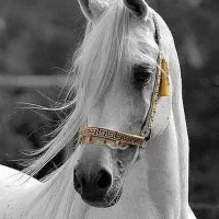 مادیان کرد ، پرخون و شجره دار