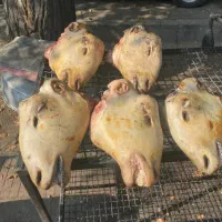 کله پاچه پاک میکنم هرتعدادی که باشه خبربدین