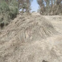 کاه گندم
