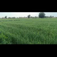 کارگر روز مزد،یابرجی،میخام برای ایرانشهر|استخدام صنعتی، فنی، مهندسی|بزمان, |دیوار