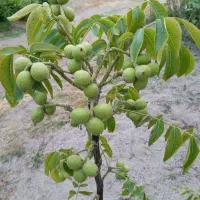 نهالستان فروش ویژه انواع نهال تضمینی|خدمات باغبانی و درختکاری|الشتر, |دیوار