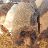 بره درجه یک