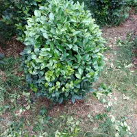 یاس هلندی|گل و گیاه طبیعی|کلاچای, |دیوار