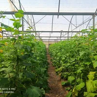 3هکتار گلخانه اسپانیایی با سند شش دانگ