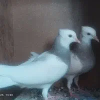 کفتر جفت