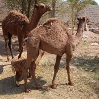 کره شتر گاو گوساله بره|حیوانات مزرعه|اهواز, اهواز|دیوار