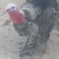 بوقلمون