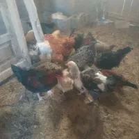 تعدادی جوجه  مرغ و خروس به فروش میرسد