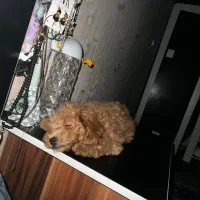 پودل|سگ|پاکدشت, پاکدشت (مامازند)|دیوار