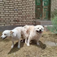 پاکوتا