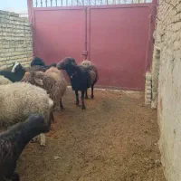 دوراس قوچ قزل افشار نیم لخت پرش عالیفروشی