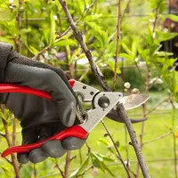 هرس و تمام کارهای کنترات و روز مزد انجام می‌شود