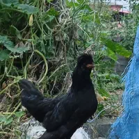 خروس سلطان خوشگل