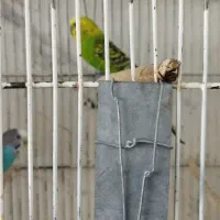 جفت مرغ عشق با جوجه