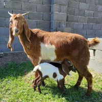 بز جوان دو رگ پاکستانی