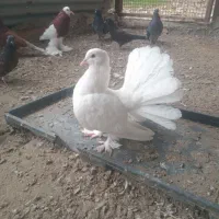 کبوتر دمچتری انگلیسی