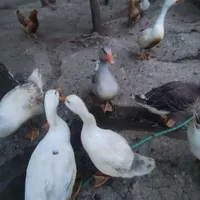 جوجه غاز 100روزه|پرنده|گرمی, |دیوار