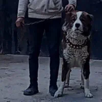 سگ نر قدرجونی