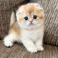 فروشگاه گربه‌های ناز (اسکاتیش/بریتیش/پرشین)