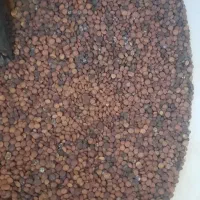 عدس ( خوراک دام و پرنده)