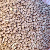 نخود درجه 1امسال