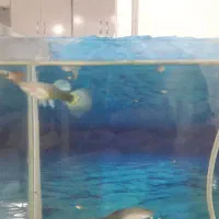 اکواریوم|ماهی|مسجد سلیمان, |دیوار