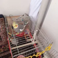 عروس هلندی|پرنده|شهر ری, هاشم‌آباد|دیوار