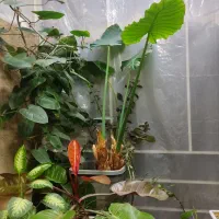 گل بابا ادم فیلندرون سانسوریا قد بلند و..