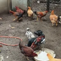 مرغ و خروس گلین لری جوجه لاری جوجه پنگوئنی|حیوانات مزرعه|آستارا, |دیوار
