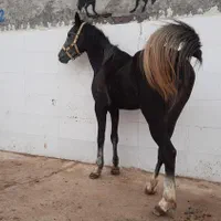 اسب درشور