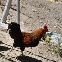 مرغ و خروس محلی