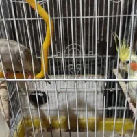عروس هلندی جفت