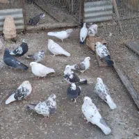 کفتر فروشی|پرنده|داران, |دیوار