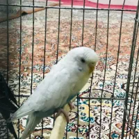 مرغ عشق|پرنده|پیرانشهر, |دیوار