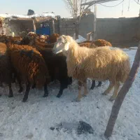 بره نر نصف گوشت