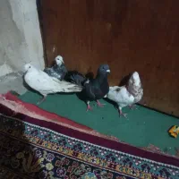 کبوتر اس سالم