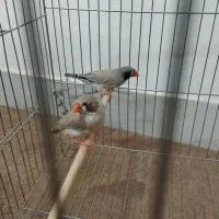 فنچ لپ سیاه و کینگ و مرغ عشق|پرنده|بروجن, |دیوار