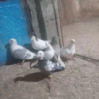 کفتر ۶تا جنگنده