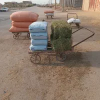 اسب مادیون|اسب و تجهیزات اسب‌سواری|اهواز, فتح|دیوار